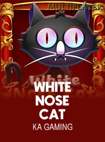 White Nose Cat